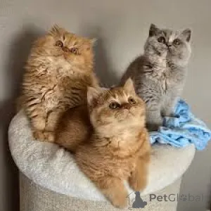 Фото №1. британская длинношёрстная - купить в Хельсинки за 53805₽. Объявление №164072