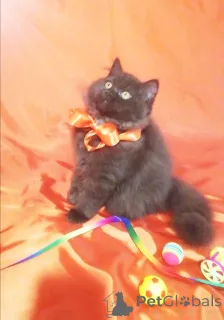 Фото №1. британская длинношёрстная - купить в Минске за 44934₽. Объявление №156662