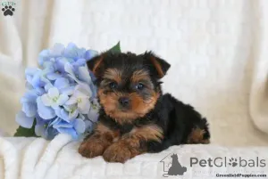 Фото №3. Потрясающие щенки Golddust Yorkshire Terrier.  Свазиленд