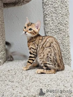 Фото №3. Wunderschöne Bengal-Kätzchen suchen einliebevolles neues Zuhause. Германия