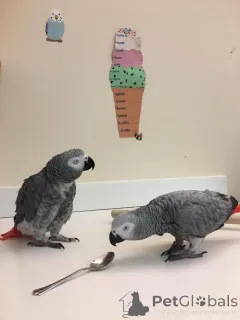 Фото №1.  - купить в Варшаве за договорная. Объявление №162983