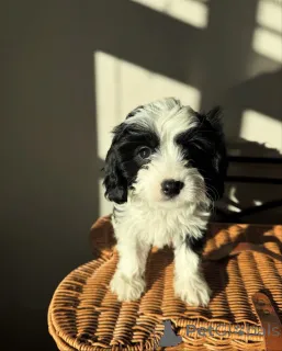 Фото №1. кинг-чарльз-спаниель - купить в Делиться за договорная. Объявление №155452