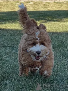 Фото №1. лабрадудль - купить в Дегерби за договорная. Объявление №157219