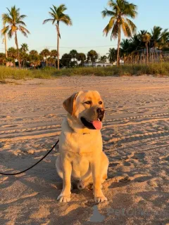 Дополнительные фото: Сильное сердце, нежная душа.