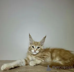 Фото №1. мейн-кун - купить в Баден-Бадене за 91839₽. Объявление №163723