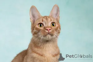 Фото №2 к объявлению №154292 о продаже  - купить в России частное объявление