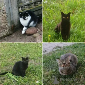 Фото №1.  - купить в Минске за Бесплатно. Объявление №165133