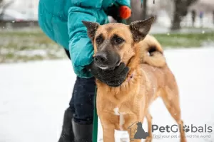 Фото №2 к объявлению №12788 о продаже беспородную - купить в России частное объявление