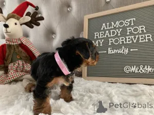 Фото №3. Продаются милые очаровательные щенки йорка. Свяжитесь с WhatsApp Business.  Германия