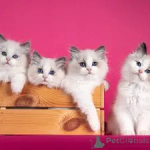 Дополнительные фото: Ragdoll Cittens