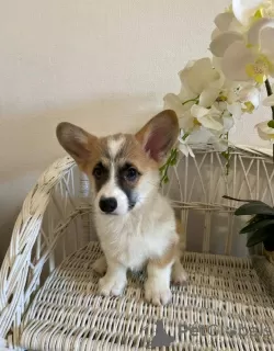 Дополнительные фото: Corgi Welpen