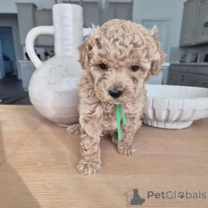 Фото №2 к объявлению №167644 о продаже пуделя (той) - купить в Германии частное объявление, из приюта