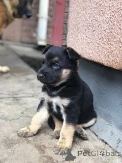 Фото №2 к объявлению №161048 о продаже  - купить в Австралии 