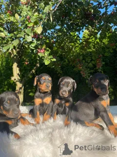 Фото №1. доберман - купить в Хельсинки за Бесплатно. Объявление №160298