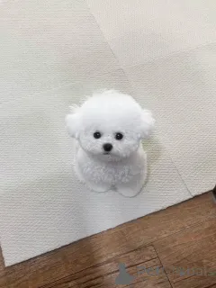 Фото №3. Продаются чистокровные щенки мальтезе, здоровые, привитые и готовые к переезду в.  Германия