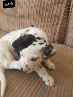 Дополнительные фото: Щенки далматина