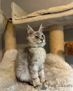 Дополнительные фото: Потрясающие девчонки и мальчики мейн-кунов ДОСТУПНЫ СЕЙЧАС