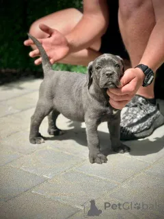 Дополнительные фото: Щенки кане корсо