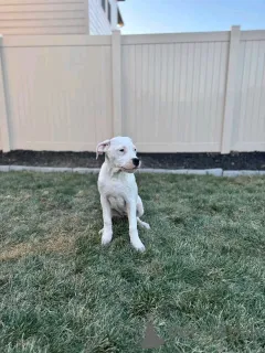 Фото №3. Dogo Argentino Puppies для усыновления.  США