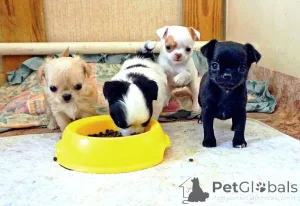 Дополнительные фото: Девочка Чихуахуа шоколадная Г/Ш Привита дважды . Зубы 6х6. прикус норма.