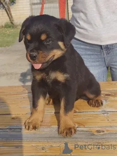 Дополнительные фото: Rottweiler красивые щенки