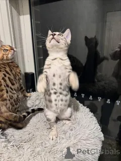 Фото №2 к объявлению №152663 о продаже бенгальская - купить в Швейцарии частное объявление