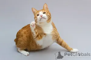 Дополнительные фото: Кот Гарик ищет доброе сердце.