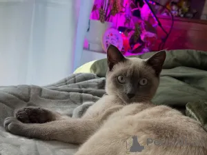 Фото №1. сиамская - купить в Дин за договорная. Объявление №158836