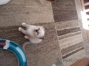 Дополнительные фото: В наличии котята рэгдолл