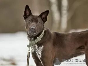 Фото №3. Веста ищет любящих родителей..  Россия