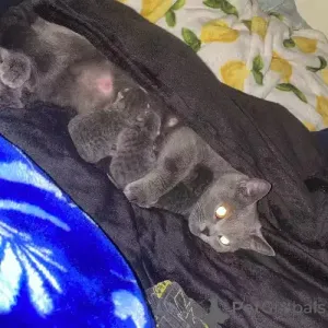 Фото №1. британская короткошёрстная - купить в Halle (Saale) за 35251₽. Объявление №167270