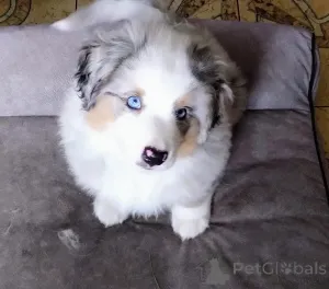 Фото №1. миниатюрная американская овчарка - купить в Sosnowiec за 231918₽. Объявление №156507