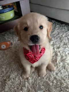 Фото №2 к объявлению №158757 о продаже золотистого ретривера - купить в Германии заводчик