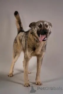 Дополнительные фото: Ищет самую лучшую семью мальчик по кличке Атари