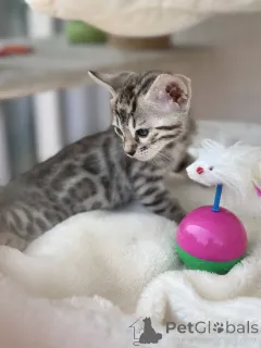 Дополнительные фото: Красивый Бенгалкен в редких цветах