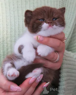 Фото №1. британская короткошёрстная - купить в Лучший за договорная. Объявление №156781