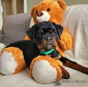 Дополнительные фото: Sprzedam szczenięta Rottweiler gotowe do opuszczenia