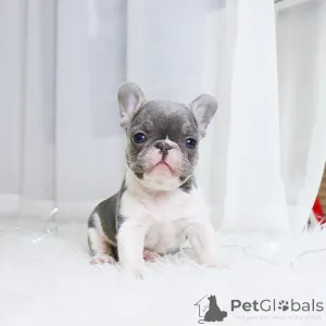Дополнительные фото: милый щенок французского бульдога
