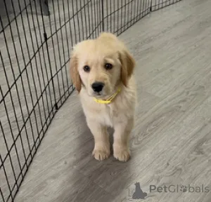 Фото №1. золотистый ретривер - купить в Антверпен за Бесплатно. Объявление №160251