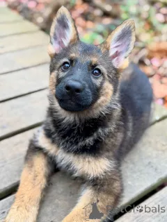 Фото №4. Продажа немецкую овчарку в Бремен заводчик - цена договорная