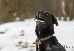 Дополнительные фото: Веста ищет любящих родителей.