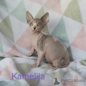 Дополнительные фото: Котята канадского сфинкса