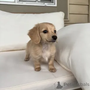 Фото №1. такса - купить в Берлине за договорная. Объявление №163519