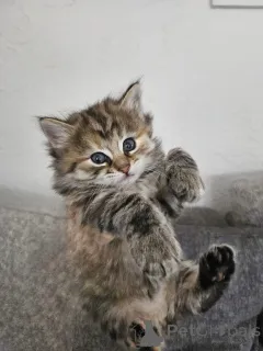 Дополнительные фото: Красивый Мэн Кун х котят