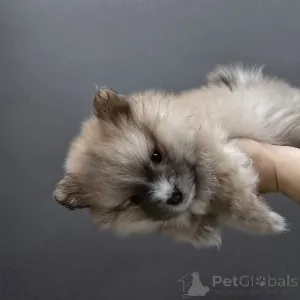 Дополнительные фото: Сладкие дварфспцпцессы