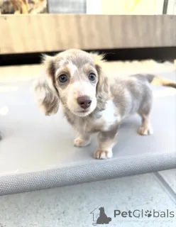 Фото №1. такса - купить в Амстердам за договорная. Объявление №165207