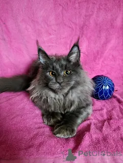 Дополнительные фото: Шикарные котята мальчики