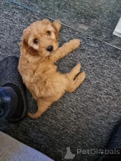 Фото №1. американский кокер-спаниель - купить в Смайттен за договорная. Объявление №160008