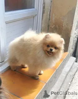 Фото №1. немецкий шпиц - купить в Бофорт за договорная. Объявление №165005