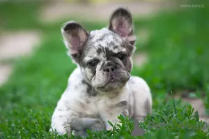 Дополнительные фото: Французкий бульдог мерле